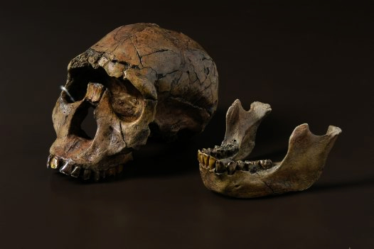 Fossil skull and jawbone of Turkana Boy. (Click on image to view larger.)